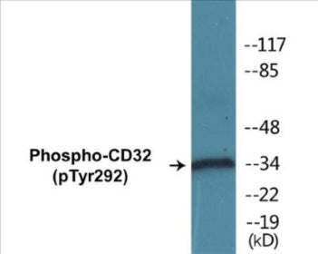 Western blot analysis of extracts from K562 cells treated with PMA 125ng/ml 30', using CD32 (Phospho-Tyr292) Antibody.