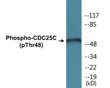 Western blot analysis of extracts from RAW264.7 cells, using CDC25C (Phospho-Thr48) Antibody.