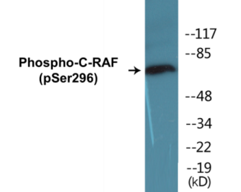 Western blot analysis of extracts from 293 cells treated with PMA 125ng/ml 30' , using C-RAF (Phospho-Ser296) Antibody.