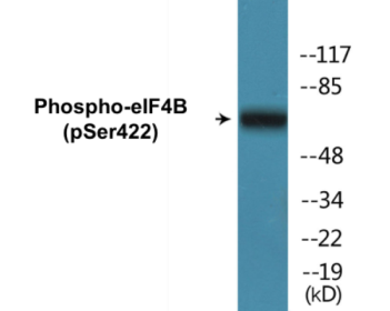 Western blot analysis of extracts from NIH-3T3 cells, using eIF4B (Phospho-Ser422) Antibody.