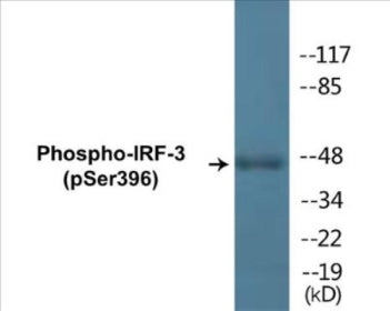 Western blot analysis of extracts from Jurkat cells treated with EGF 200ng/ml 30', using IRF-3 (Phospho-Ser396) Antibody.