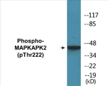 Western blot analysis of extracts from COS7 cells treated with UV 15', using MAPKAPK-2 (Phospho-Thr222) Antibody.