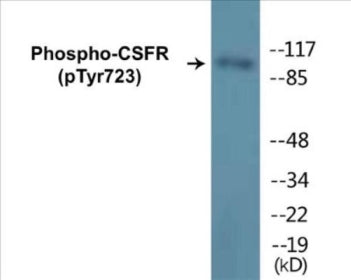 Western blot analysis of extracts from HuvEc cells treated with PMA 125ng/ml 30', using M-CSF Receptor (Phospho-Tyr723) Antibody.