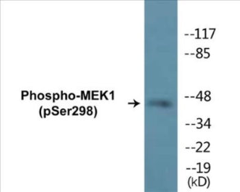 Western blot analysis of extracts from NIH-3T3 cells treated with PDGF 50ng/ml 20', using MEK1 (Phospho-Ser298) Antibody.