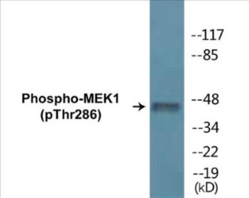 Western blot analysis of extracts from K562 cells, using MEK1 (Phospho-Thr286) Antibody.
