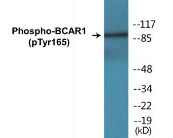Western blot analysis of extracts from HepG2 cells treated with EGF 200ng/ml 30', using p130 Cas (Phospho-Tyr165) Antibody.