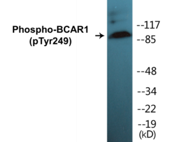 Western blot analysis of extracts from HepG2 cells treated with EGF 200ng/ml 30' and A549 cells treated with PMA 125ng/ml 30', using p130 Cas (Phospho-Tyr249) Antibody.