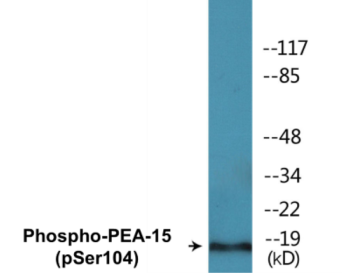 Western blot analysis of extracts from COS7 cells treated with TNF 20ng/ml 5', using PEA-15 (Phospho-Ser104) Antibody.