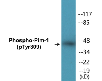 Western blot analysis of extracts from HuvEc cells treated with PMA 125ng/ml 30', using Pim-1 (Phospho-Tyr309) Antibody.