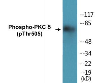 Western blot analysis of extracts from NIH-3T3 cells treated with UV 15', using PKC delta (Phospho-Thr505) Antibody.