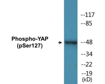 Western blot analysis of extracts from COS7 cells treated with HU 2nM 24h, using YAP (Phospho-Ser127) Antibody.