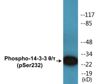 Western blot analysis of extracts from HeLa cells, using 14-3-3 thet/tau (Phospho-Ser232) Antibody.