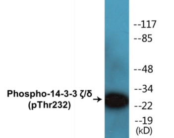 Western blot analysis of extracts from Jurkat cells treated with UV 15', using 14-3-3 zeta/delta (Phospho-Thr232) Antibody.