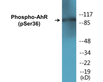 Western blot analysis of extracts from HepG2 cells, using AhR (Phospho-Ser36) Antibody.