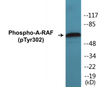 Western blot analysis of extracts from HeLa cells treated with PMA 125ng/ml 30', using A-RAF (Phospho-Tyr302) Antibody.