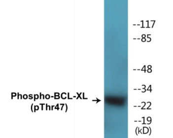 Western blot analysis of extracts from 293 cells treated with UV 30', using BCL-XL (Phospho-Thr47) Antibody.