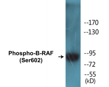 Western blot analysis of extracts from NIH-3T3 cells treated with EGF 200ng/ml 30', using B-RAF (Phospho-Ser602) Antibody.