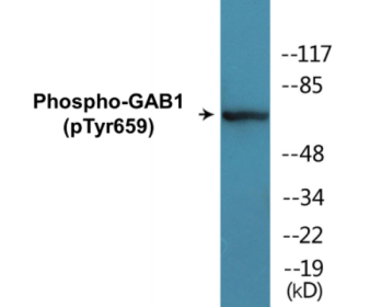 Western blot analysis of extracts from NIH-3T3 cells treated with Insulin 0.01U/ml 15', using GAB1 (Phospho-Tyr659) Antibody.