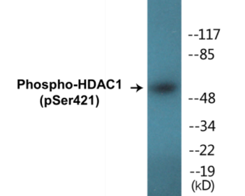 Western blot analysis of extracts from Jurkat cells treated with EGF 200ng/ml 30', using HDAC1 (Phospho-Ser421) Antibody.