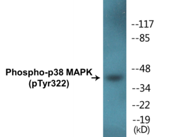 Western blot analysis of extracts from Jurkat cells, using p38 MAPK (Phospho-Tyr322) Antibody.