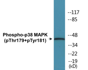 Western blot analysis of extracts from A549 cells treated with etoposide 25uM 24hours, using p38 MAPK (Phospho-Thr179+Tyr181) Antibody.