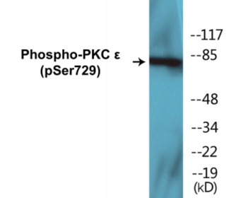 Western blot analysis of extracts from HeLa cells treated with PMA 125ng/ml 30', using PKC epsilon (Phospho-Ser729) Antibody.