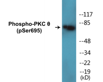 Western blot analysis of extracts from Jurkat cells treated with EGF 200ng/ml 15', using PKC thet (Phospho-Ser695) Antibody.