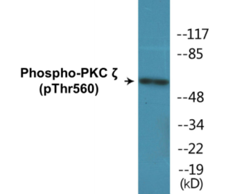 Western blot analysis of extracts from COS7 cells treated with PMA 125ng/ml 30', using PKC zeta (Phospho-Thr560) Antibody.
