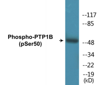 Western blot analysis of extracts from COS7 cells treated with UV 30', using PTP1B (Phospho-Ser50) Antibody.