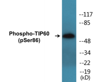 Western blot analysis of extracts from Jurkat cells, using TIP60 (Phospho-Ser86) Antibody.