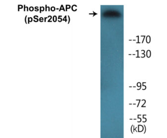 Western blot analysis of extracts from HuvEc cells treated with PMA 125ng/ml 30', using APC (Phospho-Ser2054) Antibody.