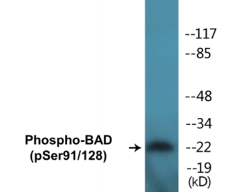 Western blot analysis of extracts from COS7 cells treated with TNF-a 20ng/ml+Calyculin A 50nM 5', using BAD (Phospho-Ser91/128) Antibody.