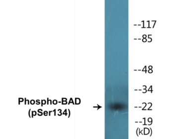 Western blot analysis of extracts from mouse liver, using BAD (Phospho-Ser134) Antibody.