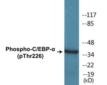 Western blot analysis of extracts from COS7 cells treated with EGF 200ng/ml 30', using C/EBP-alpha (Phospho-Thr226) Antibody.