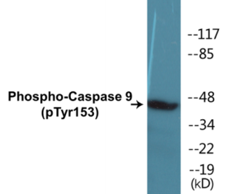 Western blot analysis of extracts from COLO205 cells, using Caspase 9 (Phospho-Tyr153) Antibody.