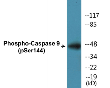 Western blot analysis of extracts from K562 cells, using Caspase 9 (Phospho-Ser144) Antibody.