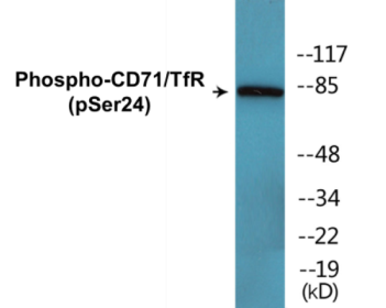 Western blot analysis of extracts from 293 cells treated with PMA 125ng/ml 30' , using CD71/TfR (Phospho-Ser24) Antibody.