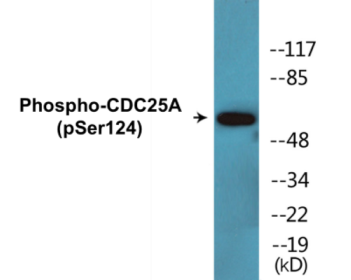 Western blot analysis of extracts from 293 cells treated with UV 15', using CDC25A (Phospho-Ser124) Antibody.