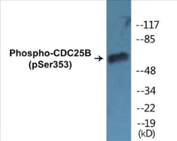 Western blot analysis of extracts from COS7 cells treated with etoposide 25uM 24h, using CDC25B (Phospho-Ser353) Antibody.