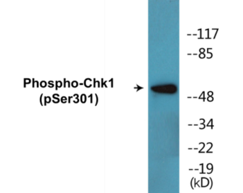 Western blot analysis of extracts from 293 cells, using Chk1 (Phospho-Ser301) Antibody.