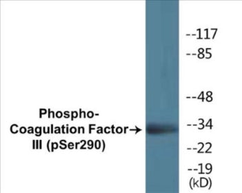 Western blot analysis of extracts from RAW264.7 cells treated with TNF 20ng/ml 30', using Coagulation Factor III (Phospho-Ser290) Antibody.