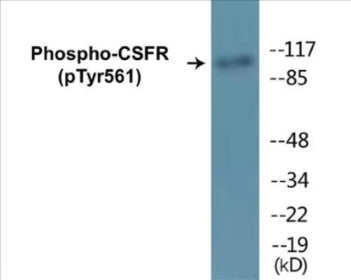 Western blot analysis of extracts from HepG2 cells, using CSFR (Phospho-Tyr561) Antibody.