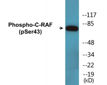 Western blot analysis of extracts from NIH-3T3 cells, using C-RAF (Phospho-Ser43) Antibody.