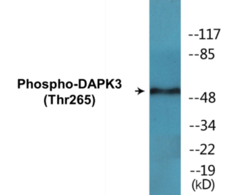 Western blot analysis of extracts from HuvEc cells, using DAPK3 (Phospho-Thr265) Antibody.