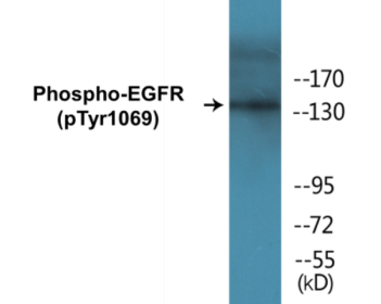 Western blot analysis of extracts from COS7 cells treated with EGF 200ng/ml 30', using EGFR (Phospho-Tyr1069) Antibody.