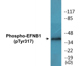Western blot analysis of extracts from mouse brain, using EFNB1 (Phospho-Tyr317) Antibody.