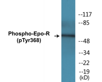 Western blot analysis of extracts from K562 cells, using Epo-R (Phospho-Tyr368) Antibody.