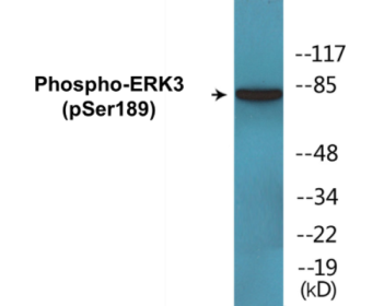 Western blot analysis of extracts from mouse brain, using ERK3 (Phospho-Ser189) Antibody.
