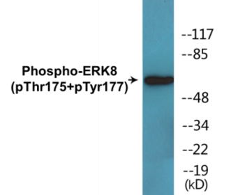 Western blot analysis of extracts from Jurkat cells, using ERK8 (Phospho-Thr175+Tyr177) Antibody.
