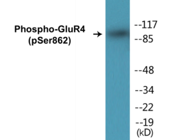 Western blot analysis of extracts from HepG2 cells treated with Forskolin 40nM 30', using GluR4 (Phospho-Ser862) Antibody.